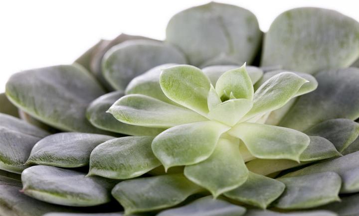 Image du produit Echeveria en pot céramique Dublin blanc P12