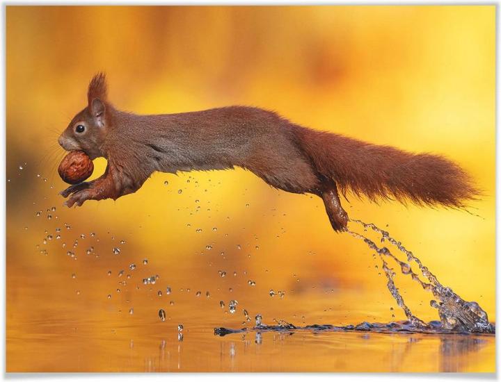Produktbild Trenddeko van Duijn - Eichhörnchen im Sprung (80 x 60 cm)