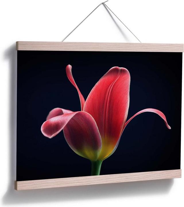Immagine prodotto Trenddeko Primo tulipano (120 x 100 cm)