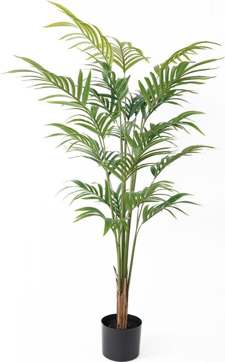 present time Palm (120 cm)