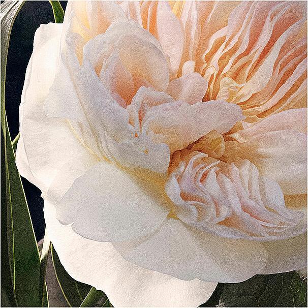 Actual product image Chloé Chloé (Eau de parfum, 100 ml)