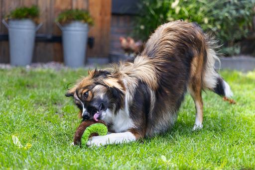 Produktbild Beeztees Seestern (Beschäftigungsspielzeug Hund)