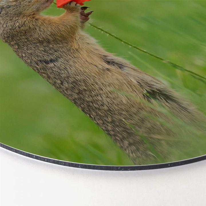 Actual product image Trenddeko van Duijn - Gopher with poppy flower (Ø 70 cm)