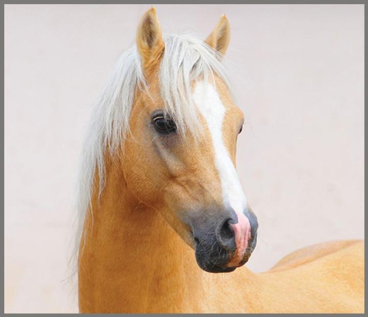 Image du produit Brainstorm Torche à cheval et projecteur
