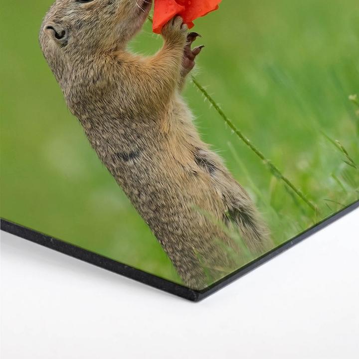 Actual product image Trenddeko van Duijn - Gopher with poppy flower (25 x 22 cm)