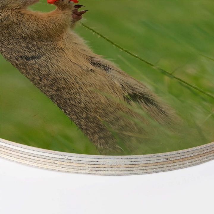 Actual product image Trenddeko van Duijn - Gopher with poppy flower (Ø 45 cm)