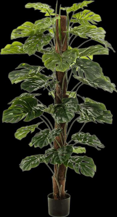 Productafbeelding Emerald Aurica (150 cm)