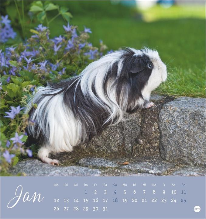 Produktbild Kuschelige Meerschweinchen Postkartenkalender 2026 (Deutsch)
