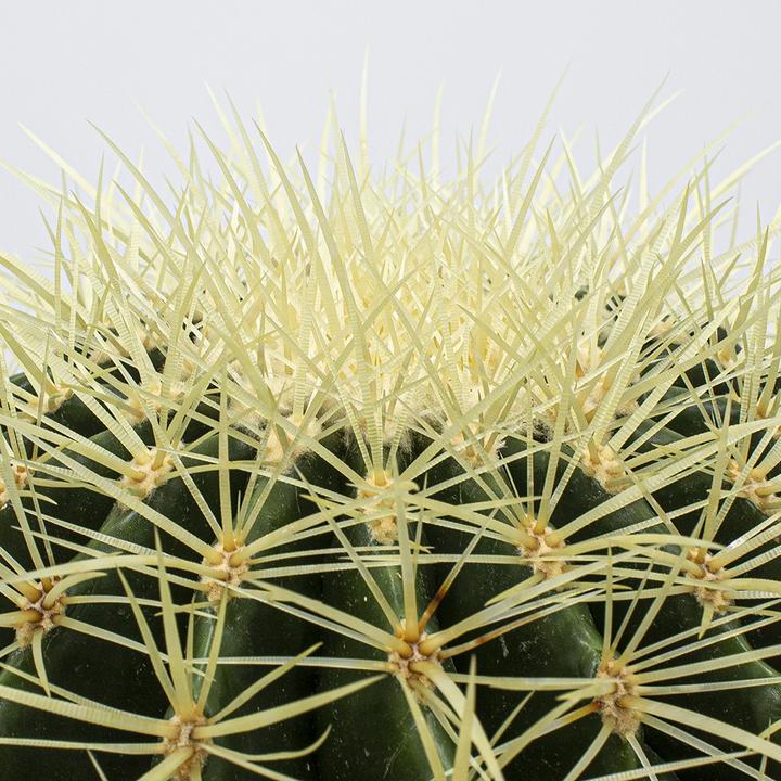 Image du produit Kakteen Gautschi Goldkugelkaktus (30 cm)