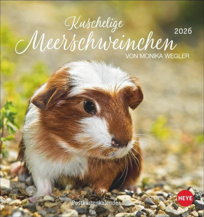 Produktbild Kuschelige Meerschweinchen Postkartenkalender 2026 (Deutsch)