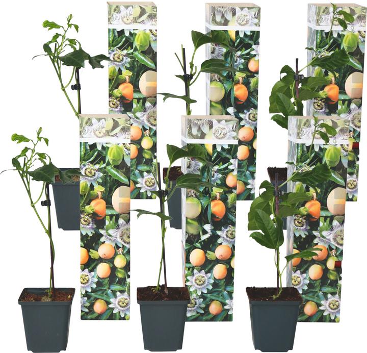 Actual product image Plant in a Box Passiflora edulis 'Frederick' - 6er-Set Passionsblume (25 cm)