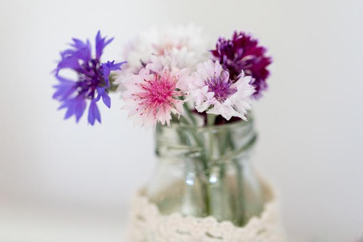 Produktbild Zollinger Bio Kornblume, Farbenmix (Keimlinge)