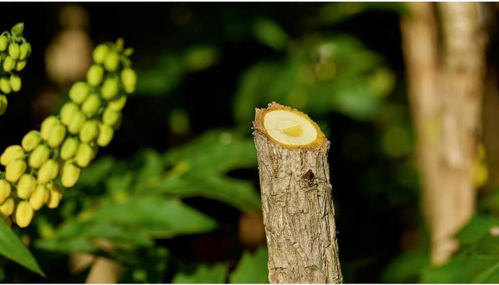 Produktbild Bosch Home & Garden EasyPrune
