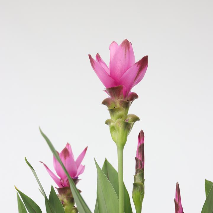Produktbild Plant in a Box Curcuma alismatifolia Siam Supreme - Kurkuma (80 cm)