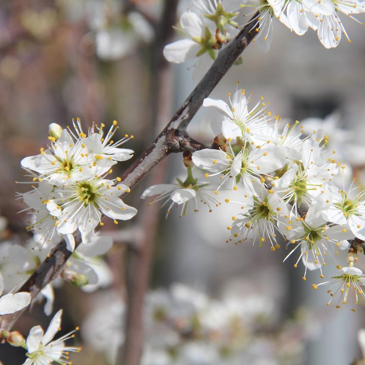 Produktbild Zulauf Schwarzdorn / Prunus spinosa (50 cm)