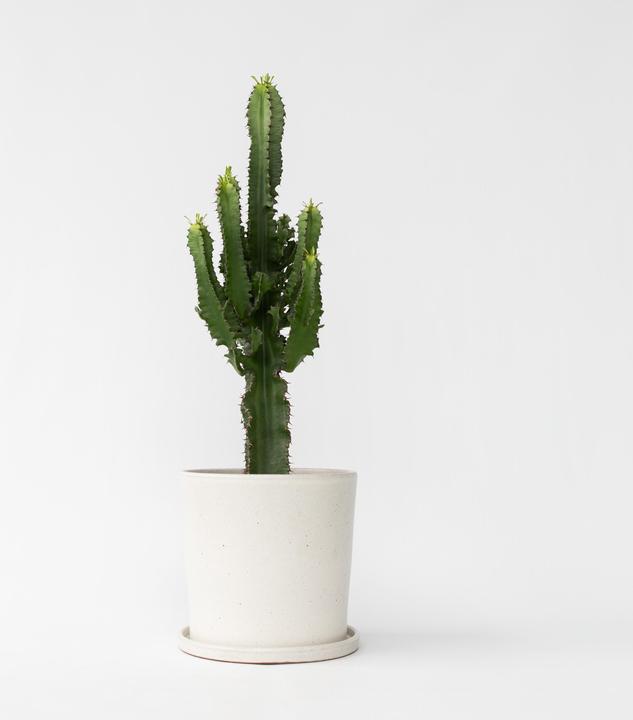Actual product image Plant in a Box Euphorbia ingens - Candelabra Euphorbia Cactus (50 cm)