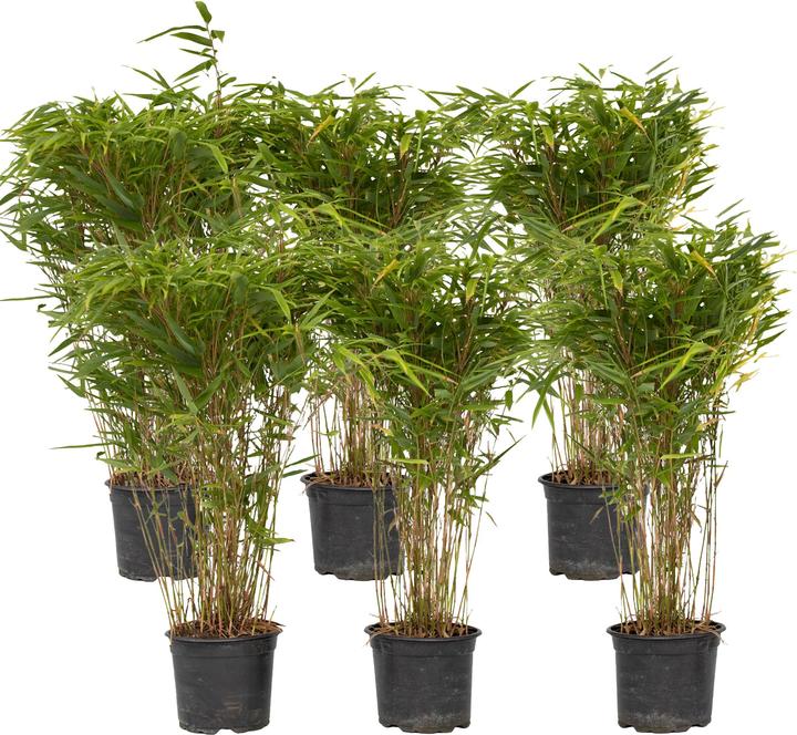 Produktbild Plant in a Box Fargesia nitida 'Gansu' - Gansu-Bambus (50 cm)