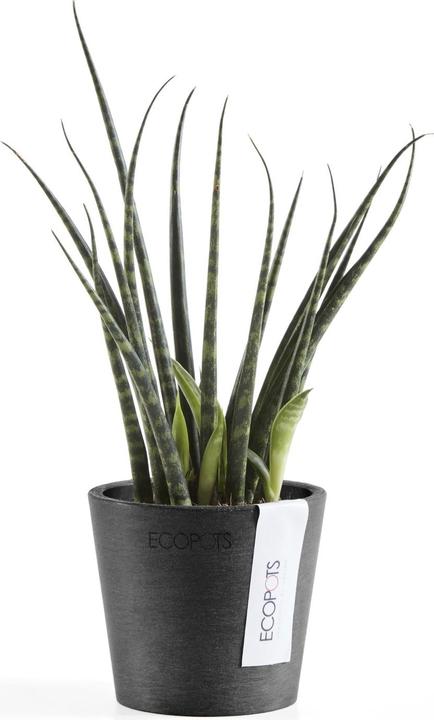 Produktbild Ecopots Amsterdam Mini (8 cm)
