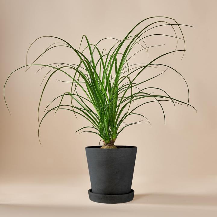 Produktbild Mary and Plants Ponytail Palm (50 cm)