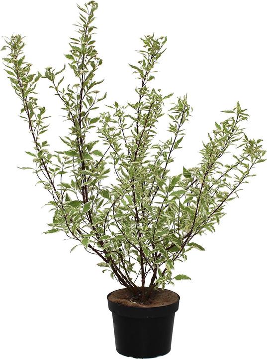 Actual product image Zulauf Tatarischer Hartriegel / Cornus alba 'Elegantissima' (100 cm)