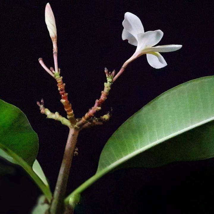 Immagine prodotto Plant in a Box Plumeria Frangipani - Pianta delle Hawaii (54 cm)