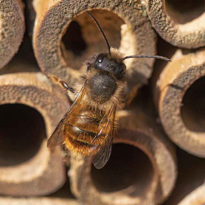 Image du produit Relaxdays Hôtel-insectes (Abeilles sauvages, Abeille, Guêpes creuseuses)