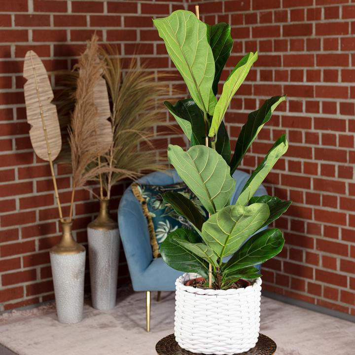 Actual product image Flowerbox Fiddle-leaf fig - height ca. 100 cm, pot-Ø 21 cm - Ficus Lyrata (100 cm)