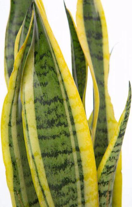 Produktbild VEG and the City Lonar (Bogenhanf - Sansevieria trifasciata) (50 cm)