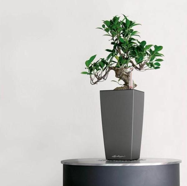 Actual product image Lechuza Planter Maxi cubi Red (14 cm)