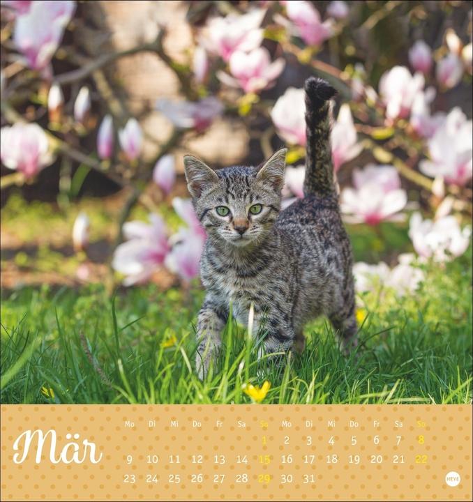 Produktbild Katzen Postkartenkalender Kleine Tiger 2026 (16 x 17 cm, Harter Einband, Deutsch)