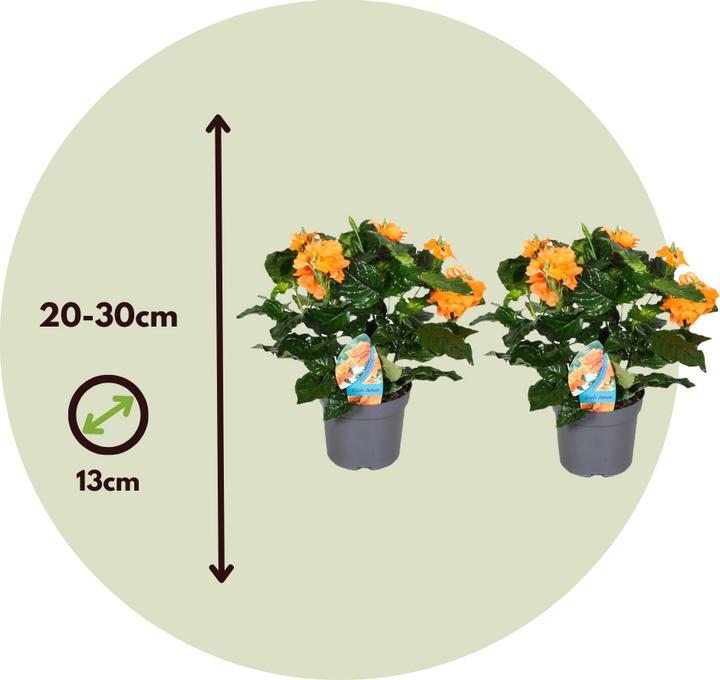 Actual product image Plant in a Box Crossandra infundibuliformis 'Fortuna' - Set of 2 Fire Flower (20 cm)