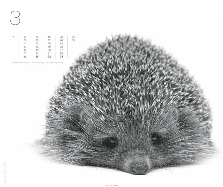 Produktbild Black & White Animals 2026 (55 x 46 cm, Harter Einband, Deutsch)