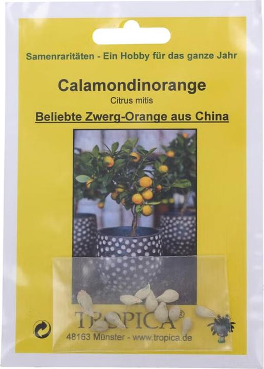 Image du produit Tropica Calamondin Orange Dwarf Orange Citrus mitis (Graines de fruits)