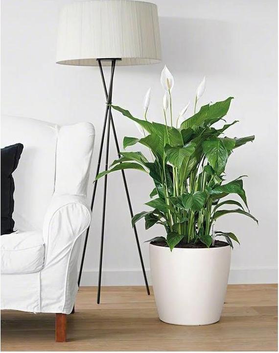 Actual product image Lechuza Classico Color (34.50 cm)