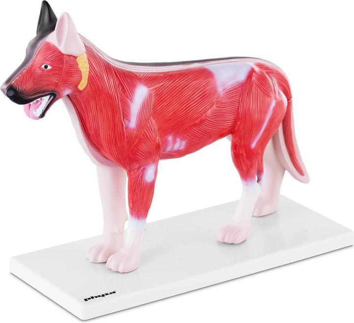 Produktbild Physa Hunde Modell Anatomie Hund Organe Hundemodell Muskeln innere Organe