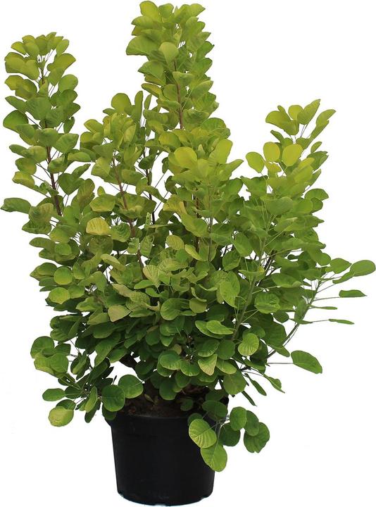 Produktbild Zulauf Perückenstrauch / Cotinus cog. 'Golden Spirit' (80 cm)