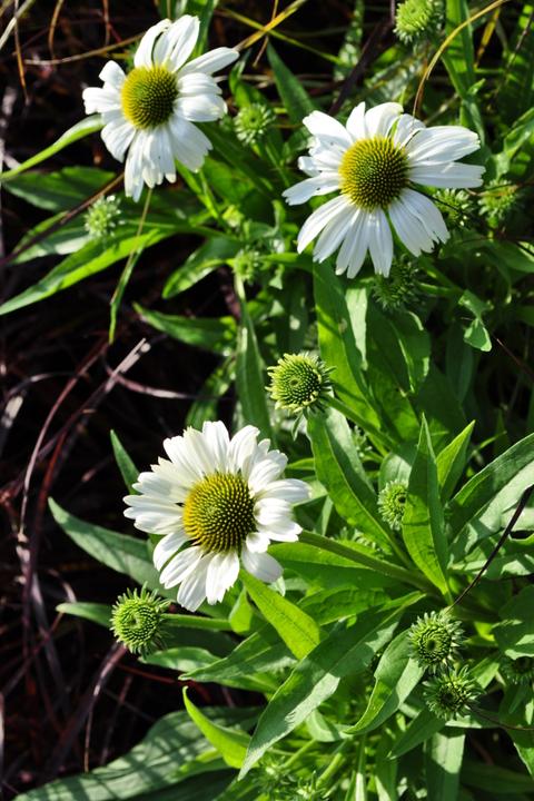 Produktbild Säntispracht Die altbekannte Heilpflanze, der Schein-Sonnenhut - Echinacea purpurea (70 cm)