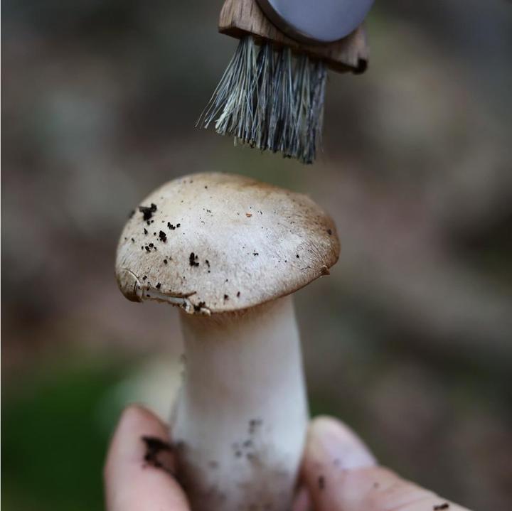 Produktbild Dönges Pilzmesser (8 cm)