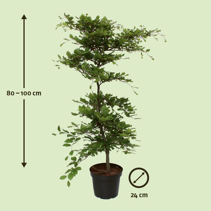 Produktbild Zulauf Hainbuche / Carpinus betulus (80 cm)