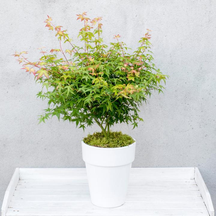 Produktbild Plant in a Box Acer palmatum 'Little Princess' - Japanischer Ahorn (45 cm)