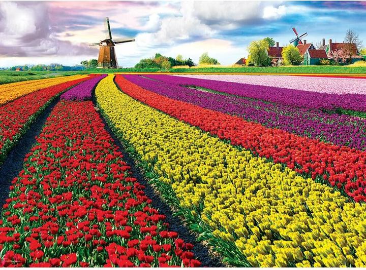 Image du produit Eurographics Champs de tulipes Pays-Bas (1000 pièces)