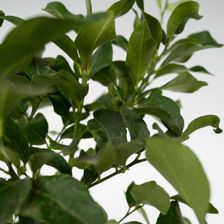 Produktbild Plant in a Box Citrus aurantium Tarocco - (90 cm)