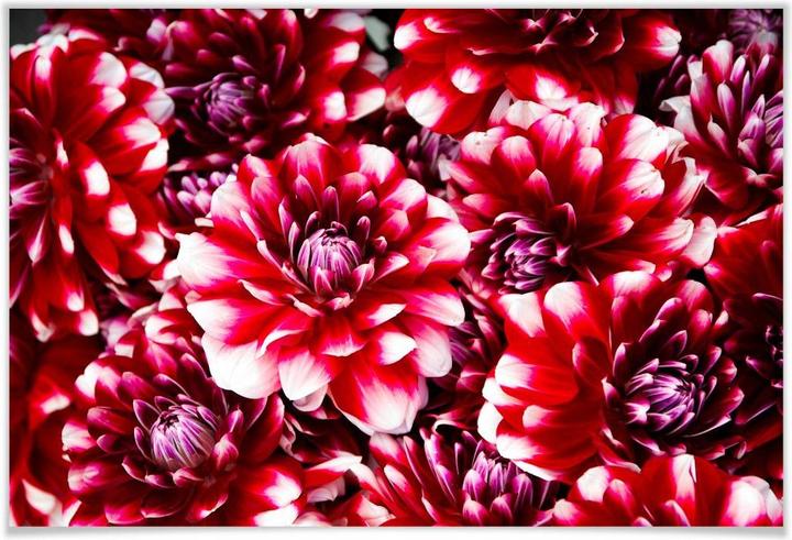 Image du produit Trenddeko Fleurs rouges (45 x 30 cm)