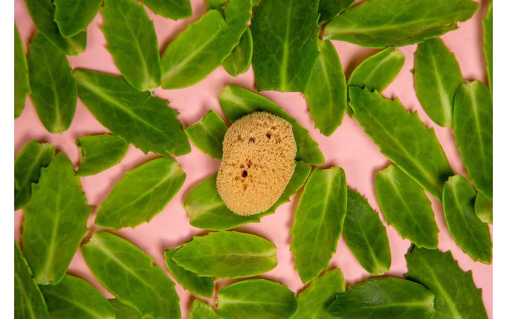 Actual product image Hera Organics Menstruationsschwämme (3 x, Regular)