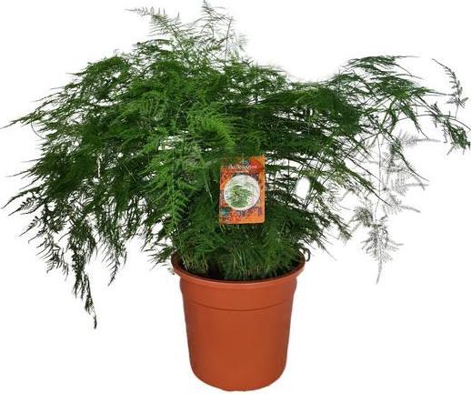 Immagine prodotto Plantlovers Asparagus Setaceus Bush (Zierspargel) (75 cm, Appena rinvasata)