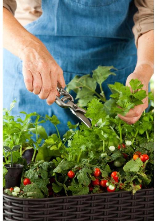 Actual product image Keter Easy Growing