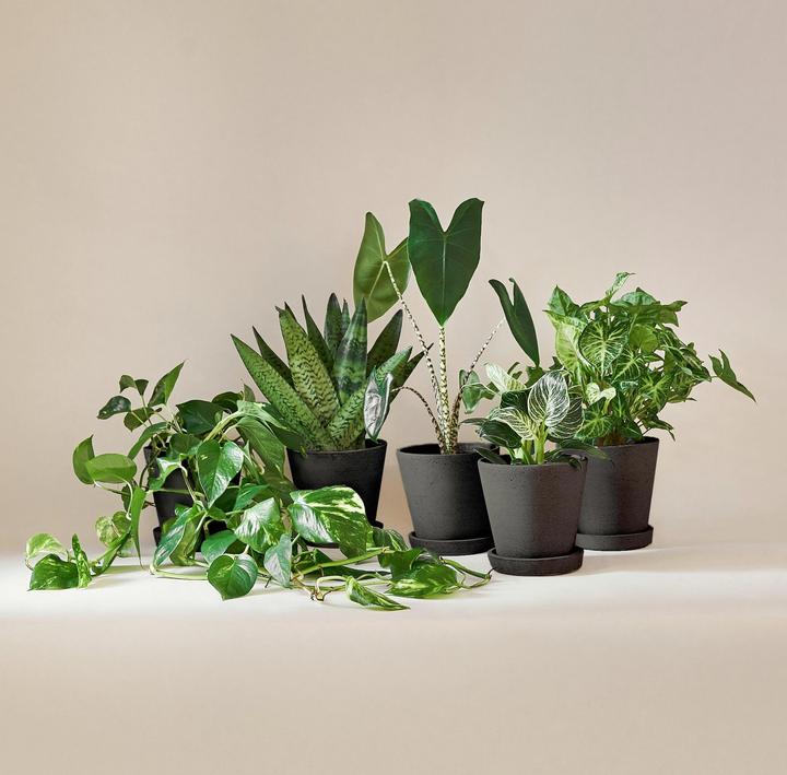 Image du produit Mary and Plants Boîte à plantes Green Passion avec pot HAY noir