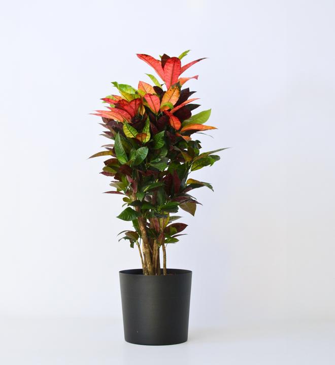 Produktbild Plant in a Box Codiaeum variegatum 'Mrs. Iceton' - Kroton (120 cm)