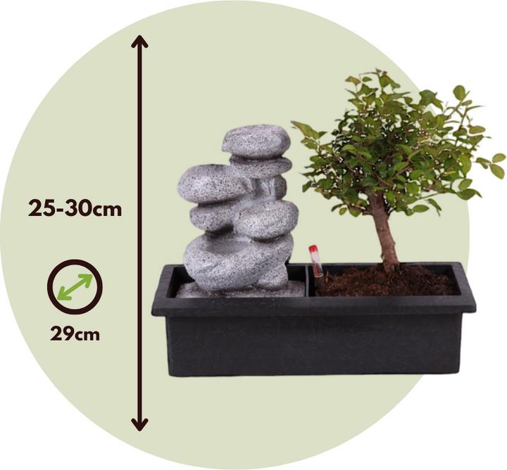 Produktbild Plant in a Box Bonsai Ligustrum, Carmona, Ficus Retusa, Syzygium, Sageretia - Bonsai Wassersystem Steine (25 cm)