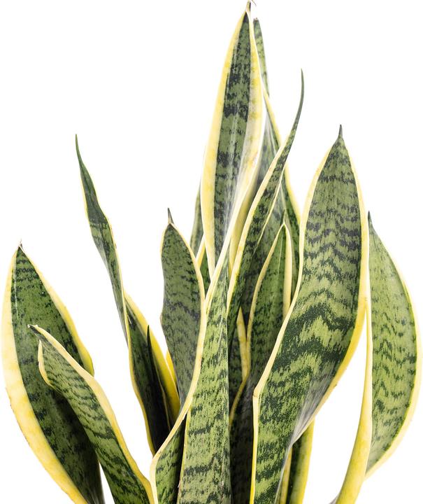 Actual product image Flowerbox Bow hemp - Sansevieria trifasciata Laurentii (45 cm)